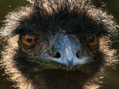 Emoe - De Zonnegloed - Dierenpark - Dieren opvangcentrum - Sanctuary